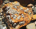 Northern rock barnacle, Acorn barnacle