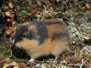 Norway lemming