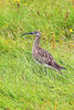 Numenius phaeopus