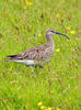 Numenius phaeopus