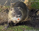 Nutria, Coypu