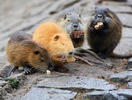 Nutria, Coypu