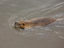 Nutria, Coypu