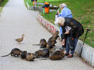 Nutria, Coypu