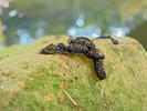 Nutria europea