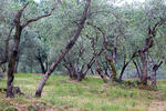 Olea europaea