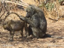 Olive baboon, Anubis baboon