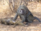 Olive baboon, Anubis baboon