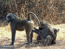 Olive baboon, Anubis baboon