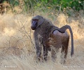 Olive baboon, Anubis baboon
