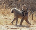 Olive baboon, Anubis baboon