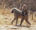 Olive baboon, Anubis baboon