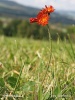 Orange hawkweed