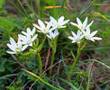 Ornithogalum kochii