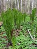 Ostrich fern, Shuttlecock fern