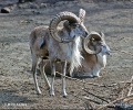 Ovis cycloceros