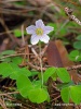 Oxalis acetosella