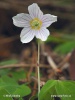 Oxalis acetosella