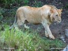 Panthera leo