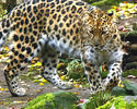 Panthera pardus orientalis