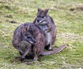 Parma wallaby