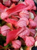 Parrot pitcher plant