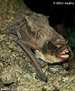 Parti-coloured Bat