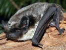 Parti-coloured Bat