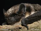 Parti-coloured Bat