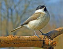 Parus palustris