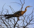 Pato aguja africano