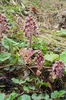 Petasites hybridus