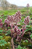 Petasites hybridus