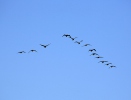 Phalacrocorax carbo