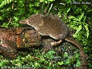 Pigmy Shrew