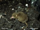 Pigmy Shrew