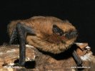 Pipistrelle soprane