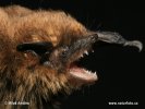 Pipistrelle soprane