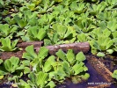 Pistia rozetkowa