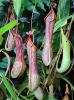 Pitcher Plant