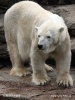 Polar bear