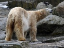 Polar bear