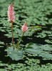 Polygonum amphibium