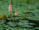 Polygonum amphibium