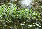 Polygonum amphibium