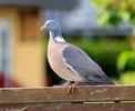 Porumbel gulerat