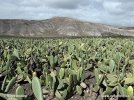 Prickly pear cacti plantage