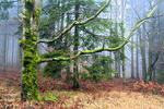 Protected Landscape Area Brdy