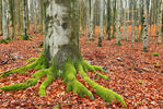 Protected Landscape Area Brdy