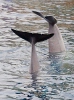 Pudeļdeguna delfīns